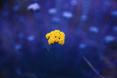 mohammad-asadi-ogEWs1BBgTM-unsplash